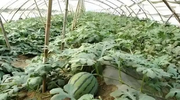 西瓜几月份种最合适？种植方法是什么？