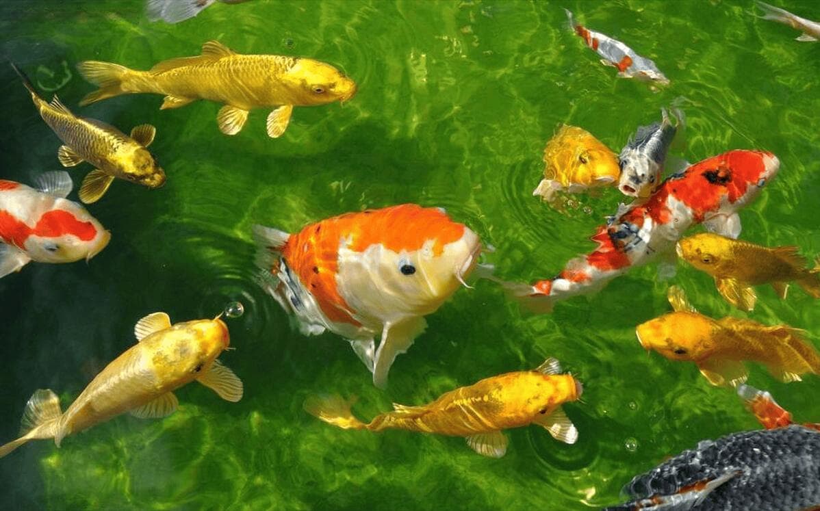 养鱼最好用什么水？一文详解各种水源优劣与处理方法