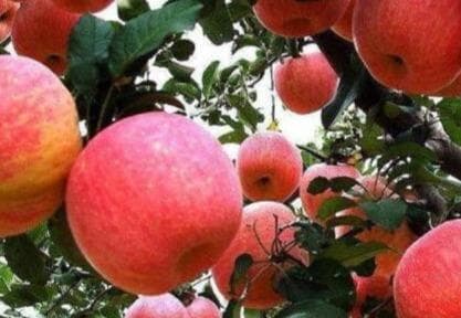 被誉为“平安果”，苹果吃太多有什么坏处？