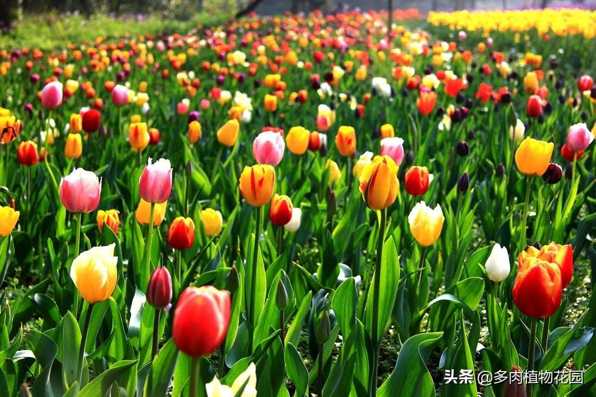 郁金香怎么种植方法图解（郁金香的种植和管理技术）