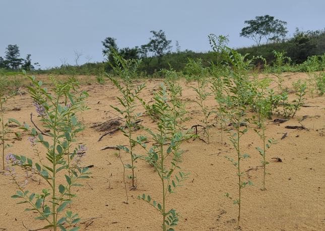 庐山植物园科研人员鄱阳湖沙山种甘草