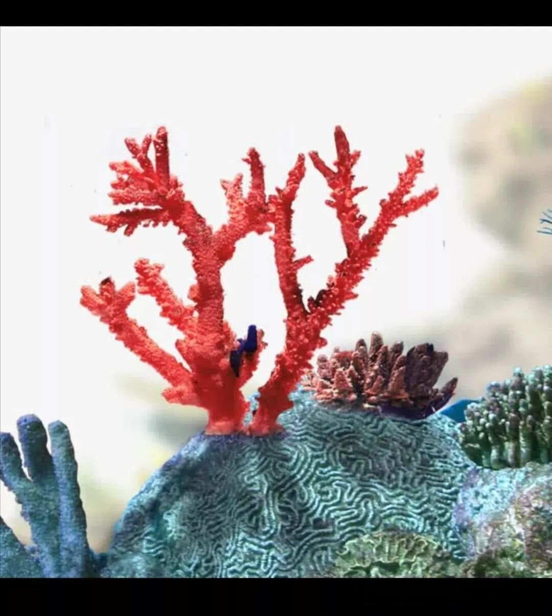 珊瑚简笔画线描技法技巧