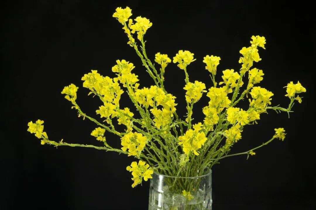 油菜花摄影攻略：8个实用技巧，手机也能拍出专业级大片