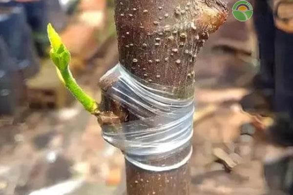 提高果树嫁接成活率的实用指南