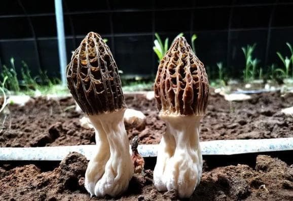 食用羊肚菌会中毒？专家：不要生吃，有风险！