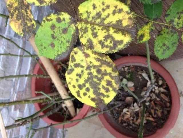 月季花黑斑病不再可怕，需要了解这些即可！