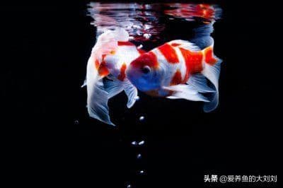 鱼缸里的水浑浊有泡沫怎么回事？15种原因及解决方案全解析