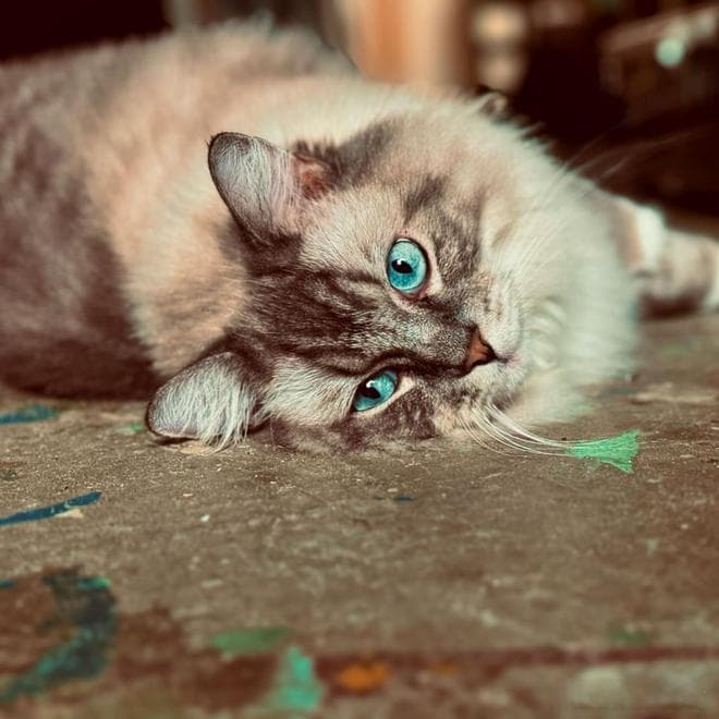 和猫咪一起住，如何避免噪音烦恼：“猫叫与夜间跑酷”的防噪秘籍