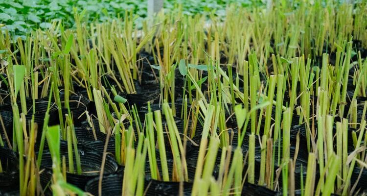 死鱼肥料的妙用（利用死鱼做肥料，环保又经济）