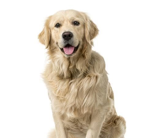 金毛犬可以吃香蕉吗？狗狗食用香蕉的注意事项与营养指南