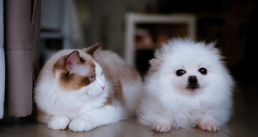 梦见猫和狗是什么预兆