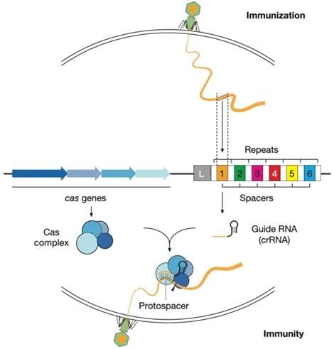 一文带你了解基因魔剪CRISPR/Cas9系统
