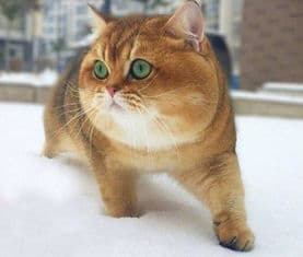 猫咪增肥秘籍：选对食物，胖嘟嘟不是梦！