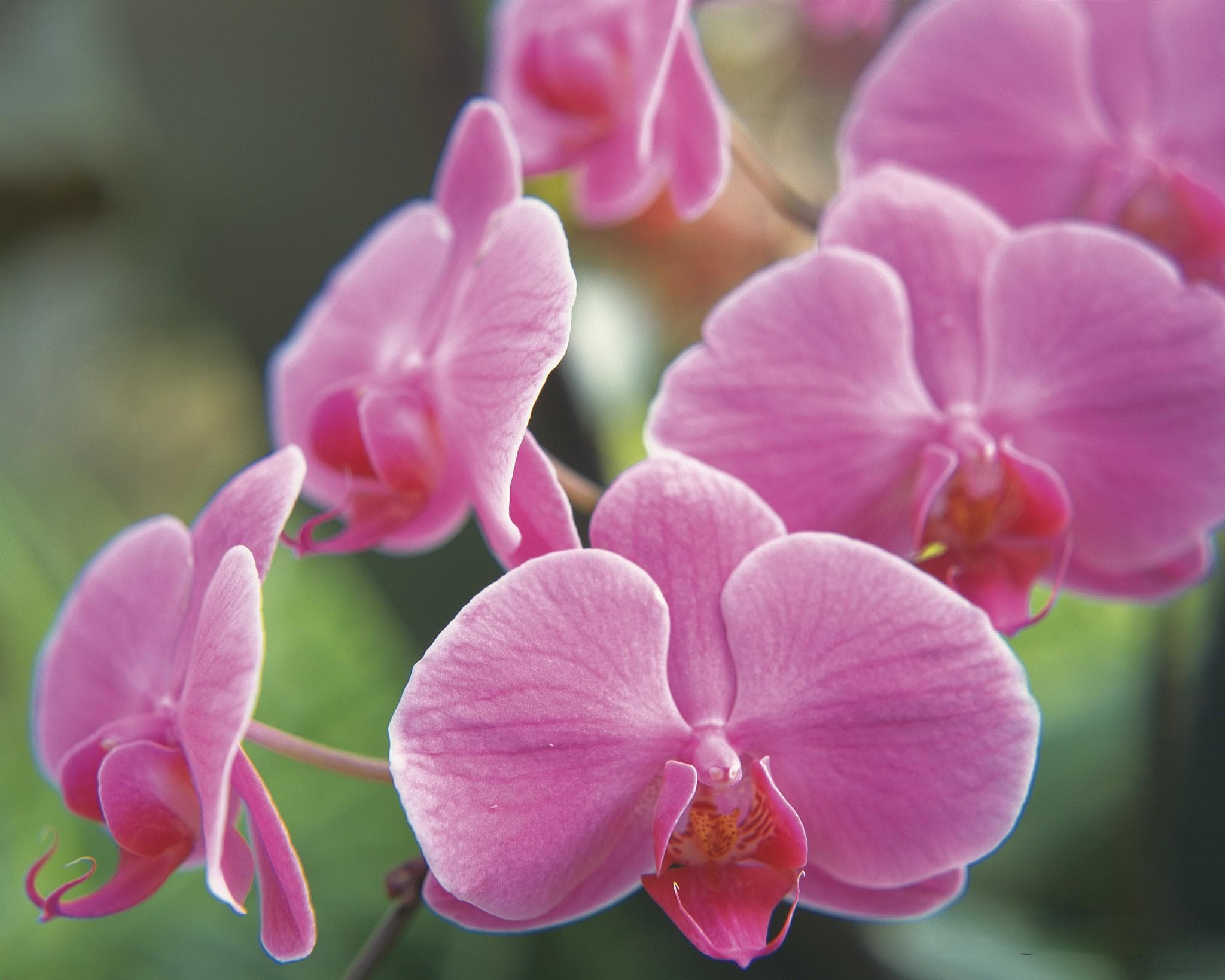 10种适合室内养护的花卉，从蝴蝶兰到虎刺梅全解析