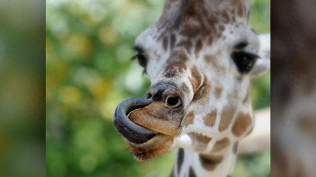 动物界的舌头奇观：10种令人惊叹的舌头特化