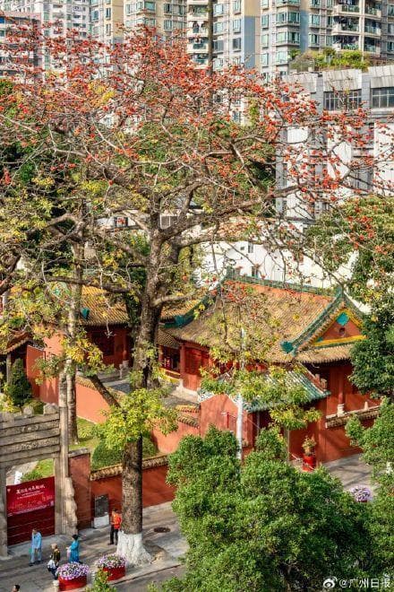 木棉花真这么“硬核”？花季来临广州有车盖硬纸板防花砸
