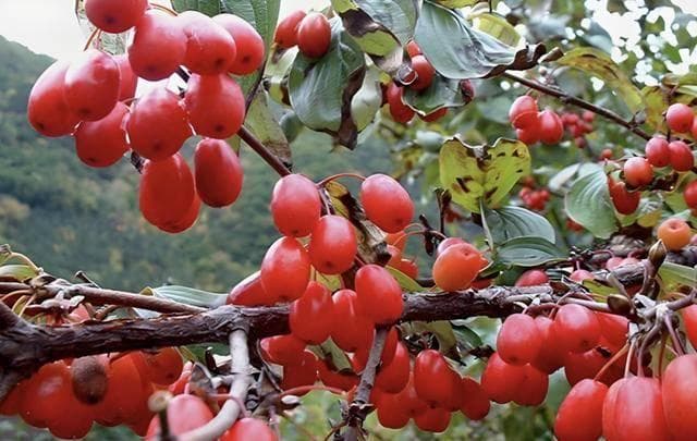 山萸肉治疗失眠的功效与使用指南