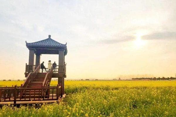 武汉油菜花景点有哪些地方好玩？武汉油菜花花海观赏点推荐