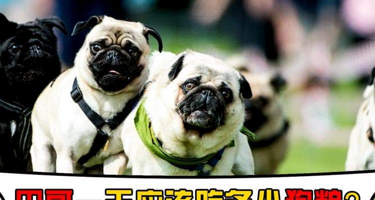 狗狗的饮食规律与喂养频率（科学喂食对狗狗健康的重要性）