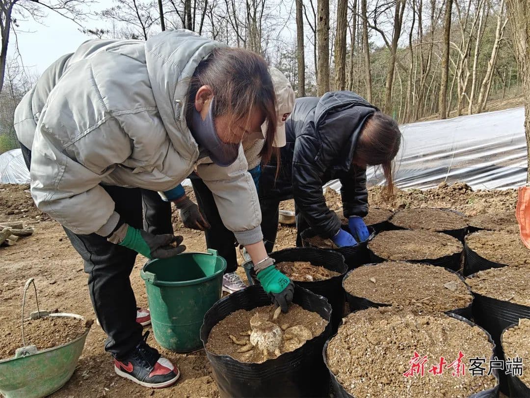 林下生金 生态富民——陇南市全力推动林下经济高质量发展