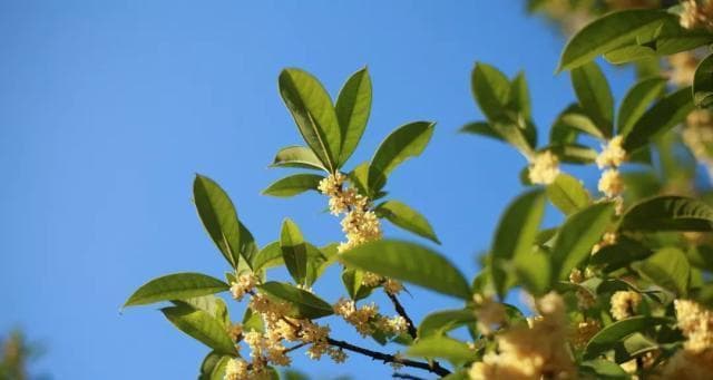 阳光下的桂花（桂花喜欢阳光吗？探究桂花的光照需求）