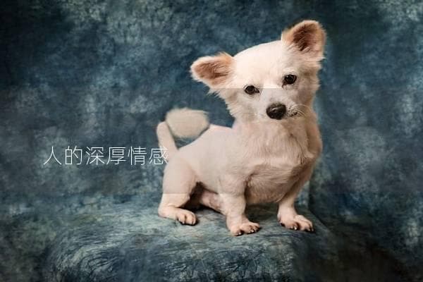 狗狗为什么不咬主人？揭示宠物与主人的深厚情感