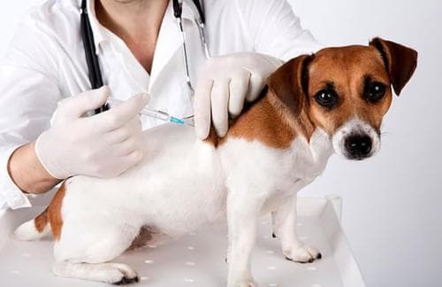 宠物打狂犬疫苗，注意安全与时效。