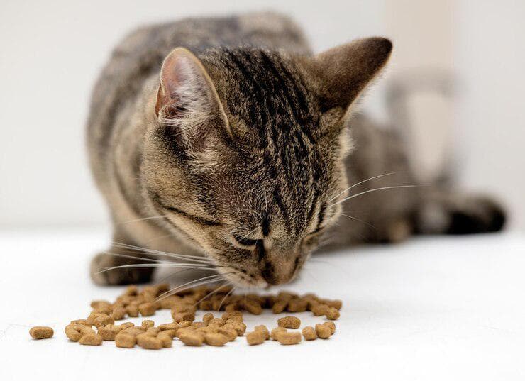 猫粮选购全攻略：从营养需求到包装信息解读