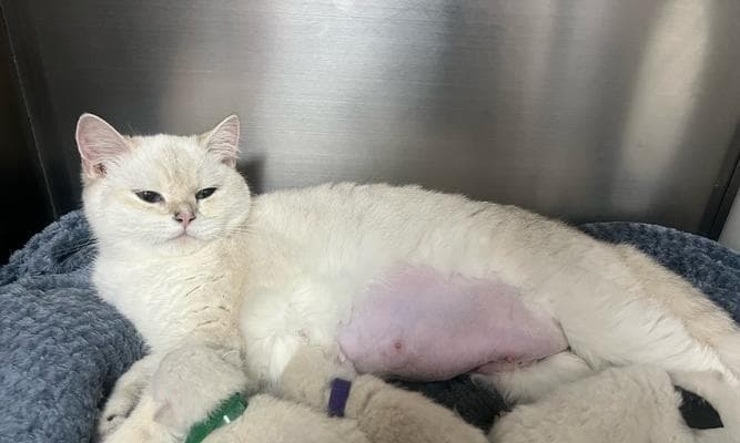 猫咪产后护理指南（关爱产后母猫的健康与幸福）