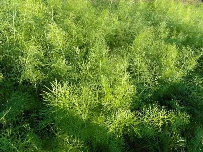 小茴香：性状鉴别、药理作用与临床应用