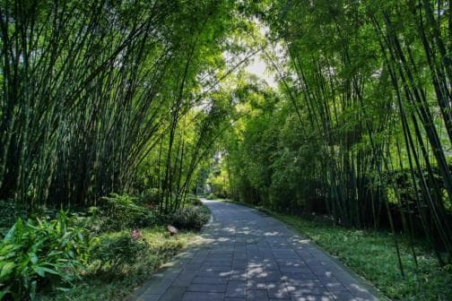 成都7处人少景美的森林秘境，独享童话里的绿光森林