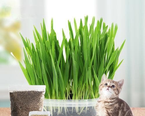 猫草的水培方法（用水培养猫草）