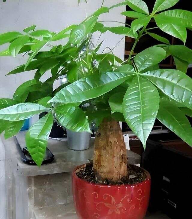 揭秘！发财树四大缺陷致其被花友弃养，明智之选应转向他处