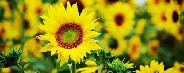 向日葵花如何养殖（向日葵养殖方法与技巧）