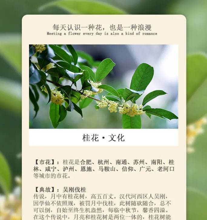 桂花不同种类的花语是什么？它们各自代表了什么？