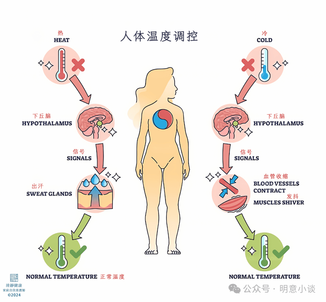 揭秘心血管调控的关键机制：它比你想象的更神奇！