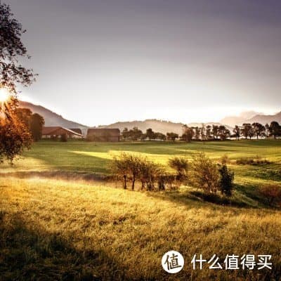 天鹅之歌：音乐家如何描绘优雅的天鹅？