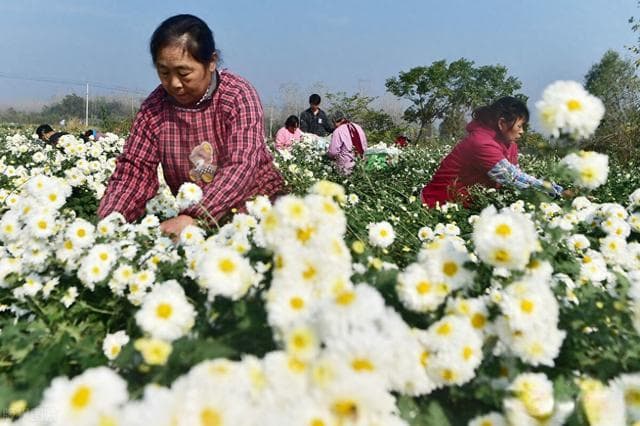 安徽滁菊，中国四大名菊之一，天然绿色饮品，口感独特