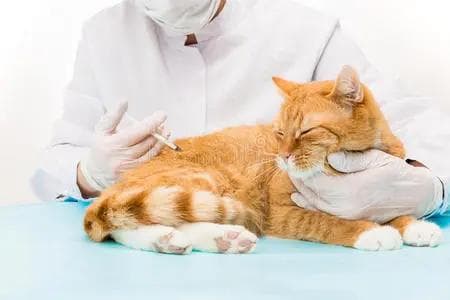 猫咪流鼻涕怎么办？一文详解原因与应对方法