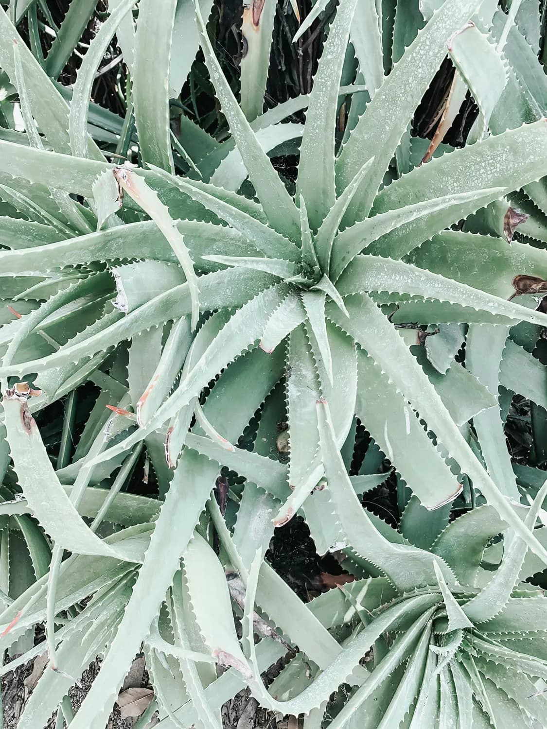 芦荟栽培指南：5种常见品种与养护技巧详解