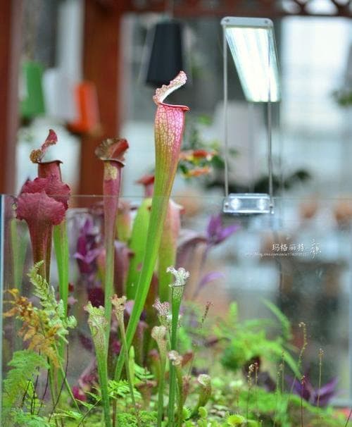 食虫植物缸适宜放置哪些植物？