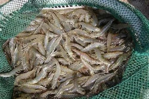 长途运输的虾暂养方法