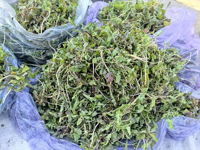 保存荠菜别直接焯水，这样做一次保存10斤，翠绿鲜嫩，放一年不坏