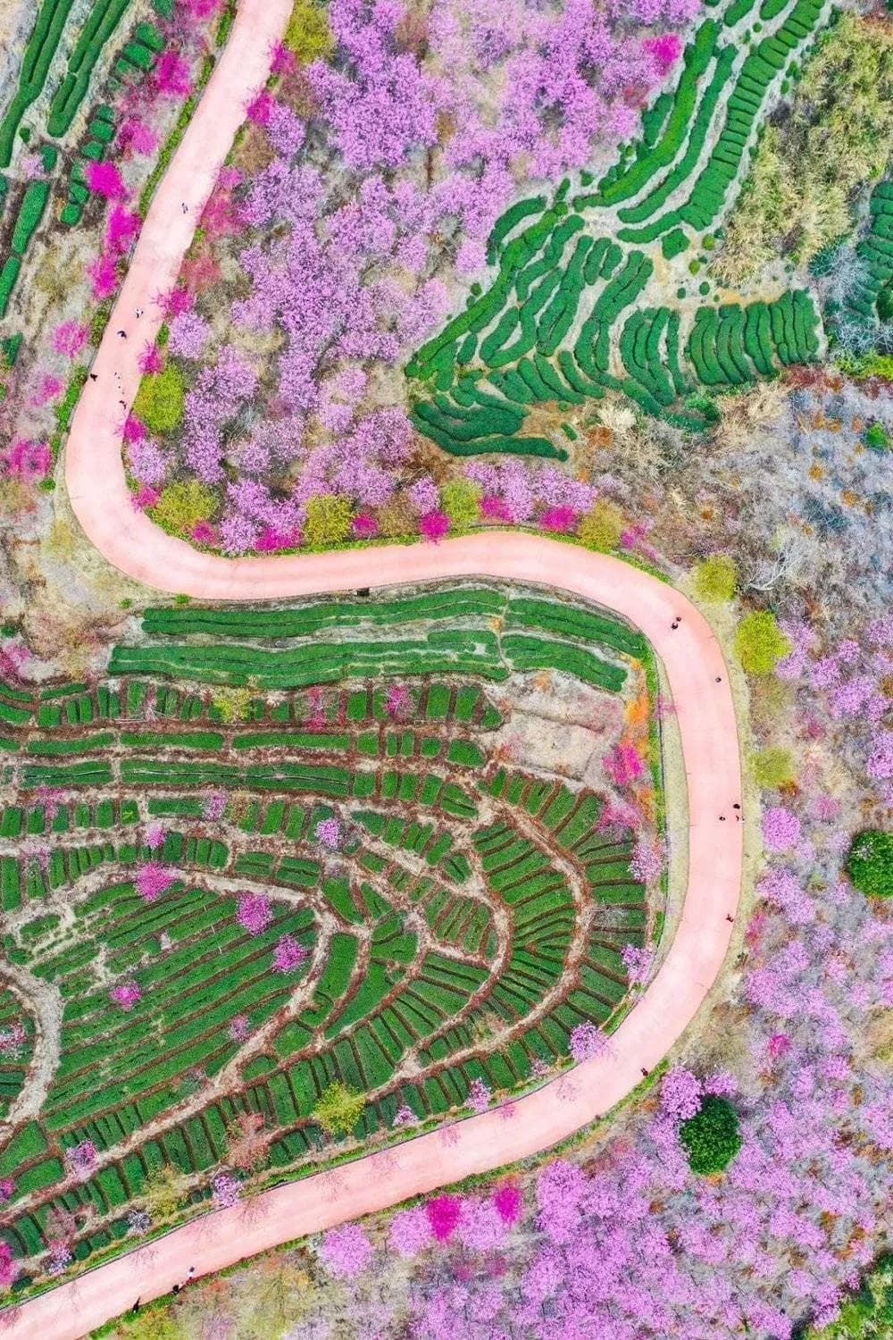 中国赏樱地图：最惊艳的樱花开在哪？