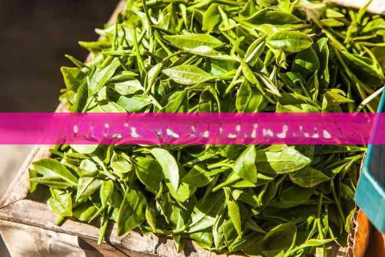 全面解析：不同茶叶混合冲泡的影响与技巧