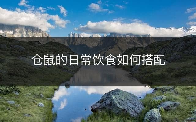 仓鼠的日常饮食如何搭配