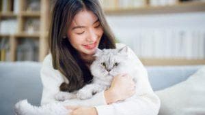 养猫新手入门：从环境准备到费用预算的全面指南