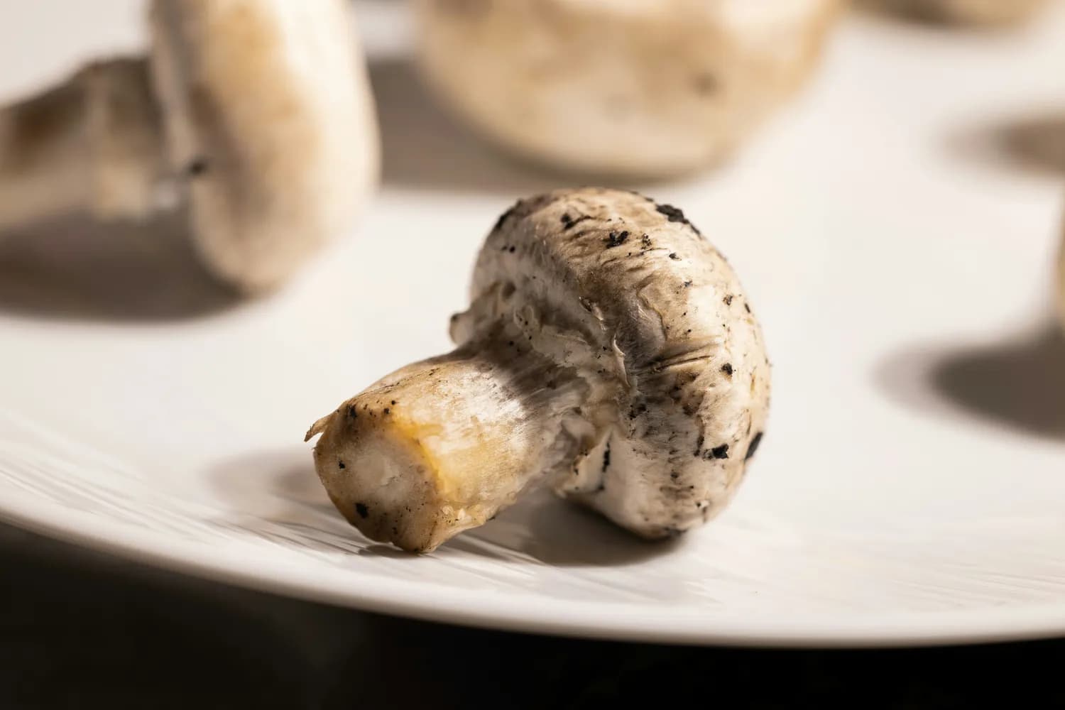 虎奶菇：一种兼具营养与药用价值的珍贵真菌