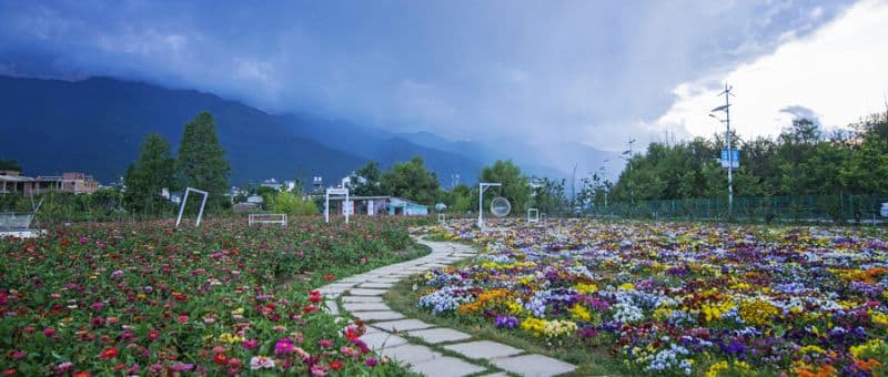 2025年广州海珠湿地宫粉紫荆花海观赏指南