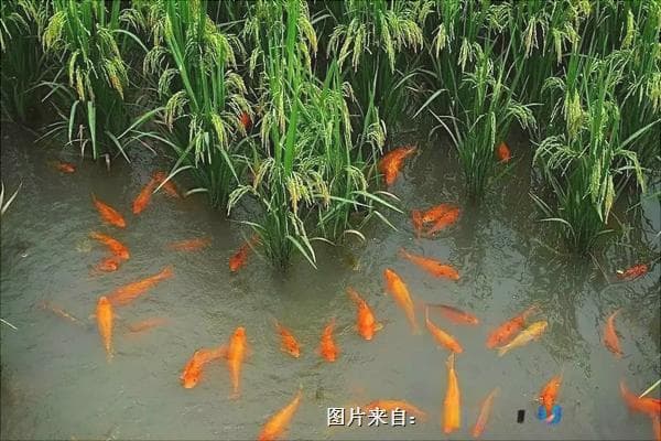 生态养鱼技术方案(养鱼技术农村生态鱼)